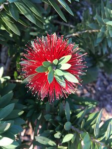 Beautiful Christmas Colored Flower