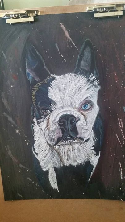 Boston terrier - Art by stephanie