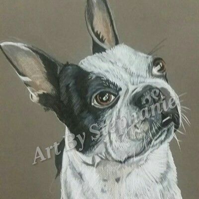 Boston terrier - Art by stephanie