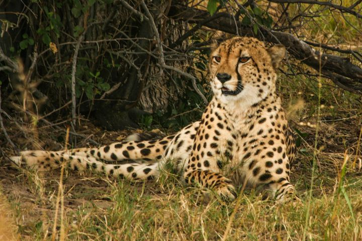 Contemplating Cheetah - Art by Karen Zuk Rosenblatt - Photography ...