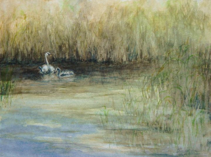 Swan and Signets on the River Itchen - Arnold Bisset
