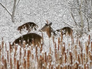 Early Morning Browsing - Michael Schmidt Photography