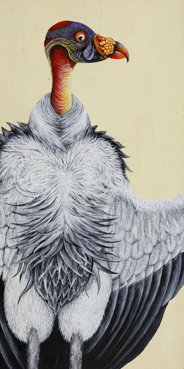 King Vulture - Skee Goedhart Fine Art