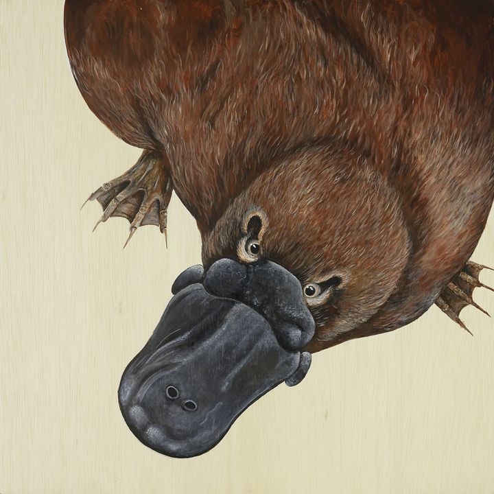 Platypus - Skee Goedhart Fine Art