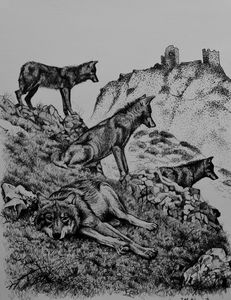 The last wolves of Sierra Morena