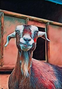 Smiling Goat