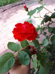 Nice Rose