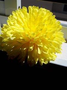 Yellow and sun light