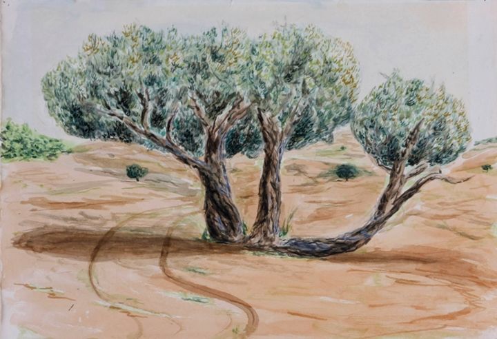 Olive trees - Amit Bar