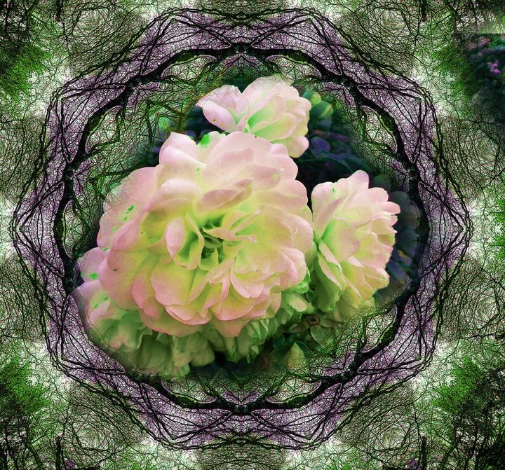 lace roses - Pepsiart