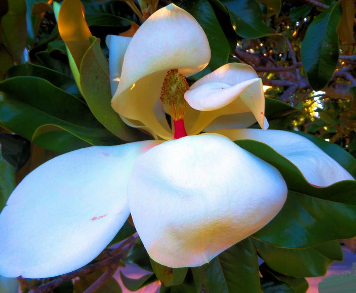painnt magnolia - Pepsiart