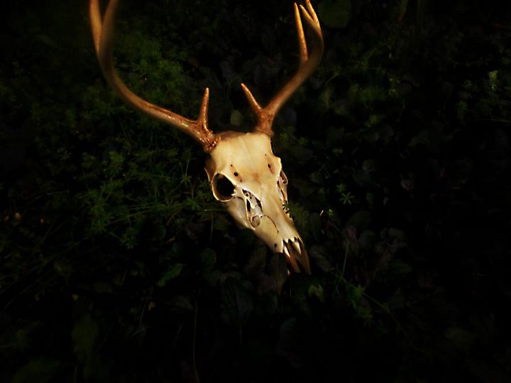 Deer Skull - Dainty bat Photography