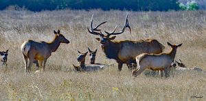 Elk and His Harem and Family - Fine Art by Debby