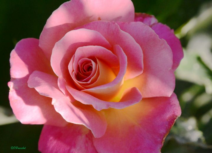 Light and Shadows on the Rose Fine Art by Debby Photography