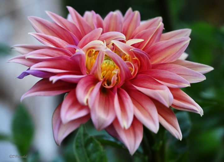 Letting Go Fine Art by Debby Photography, Flowers, Plants, & Trees