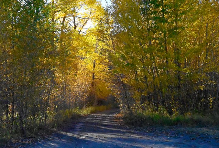 Wyoming Autumn Golden Light Fine Art By Debby Photography   365 23 10 15 23 37 25m 