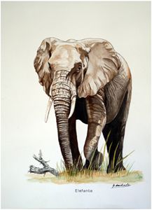 Elephant