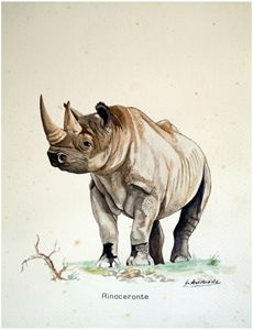 Rhinoceros