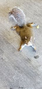 Squirrel Begging - Travel Images