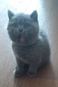 Shocked British shorthair kitten