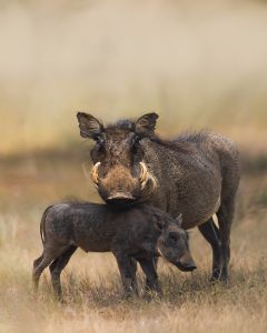 Protective Mother - Warthog and Baby - Rohlfing Wildlife