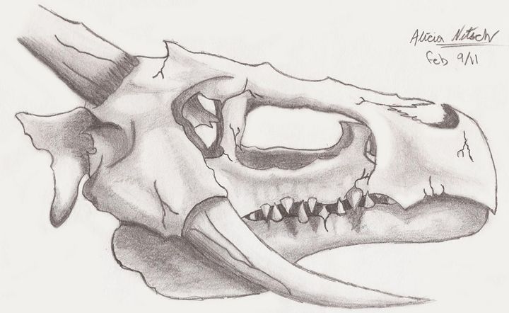 skull and dragon drawings