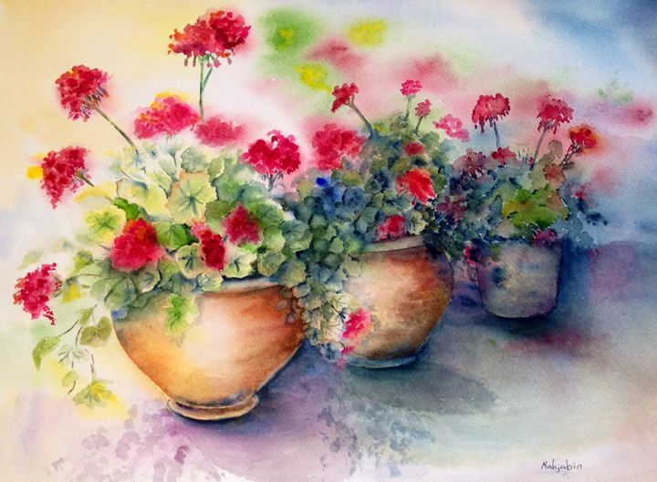 geraniums in pots - Mahjabin