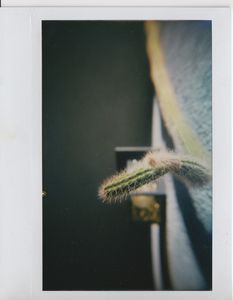 Neighbor Cactus