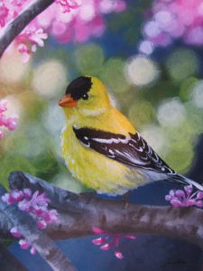Golden Finch