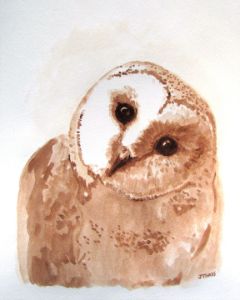 Curious Barn Owl
