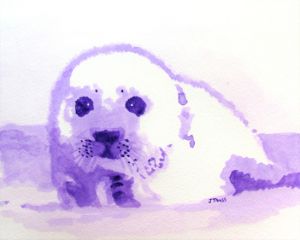Baby Seal