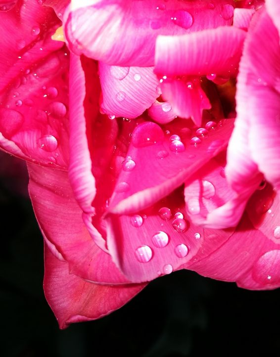 Rose tulip - Alenenok_art