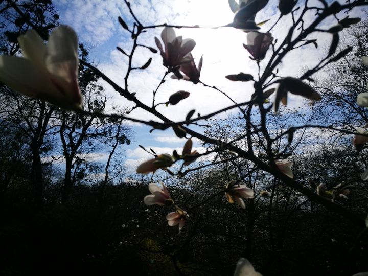 magnolias - Alenenok_art