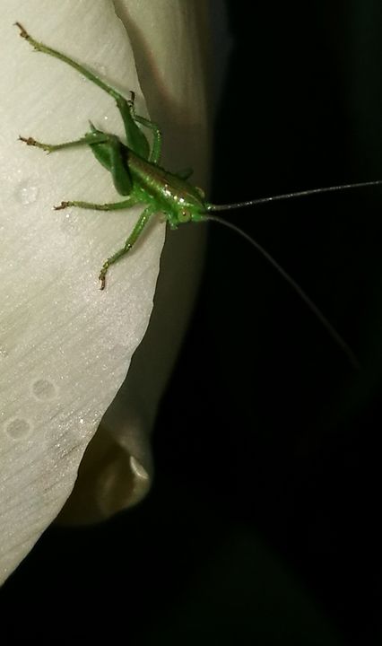 the grasshopper on the white tulip - Alenenok_art