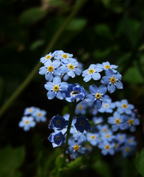 Forget-me-not - Oil Paintings and Photography