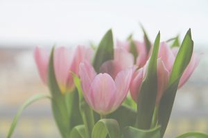 Soft tulips