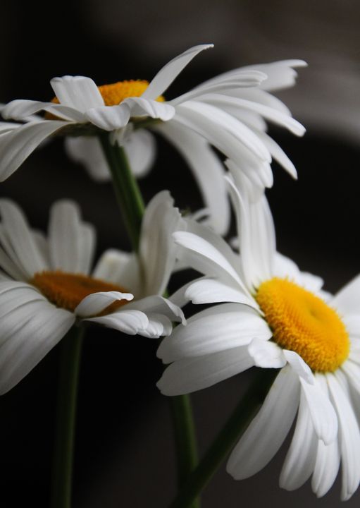 Daisies - Oil Paintings and Photography