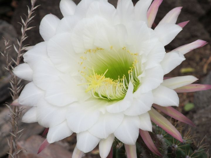 Desert White Flower - Anne Walter Photography
