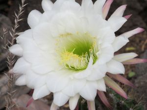 Desert White Flower