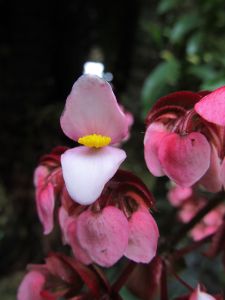 Begonias and Pearls