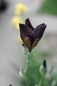 Dark Iris