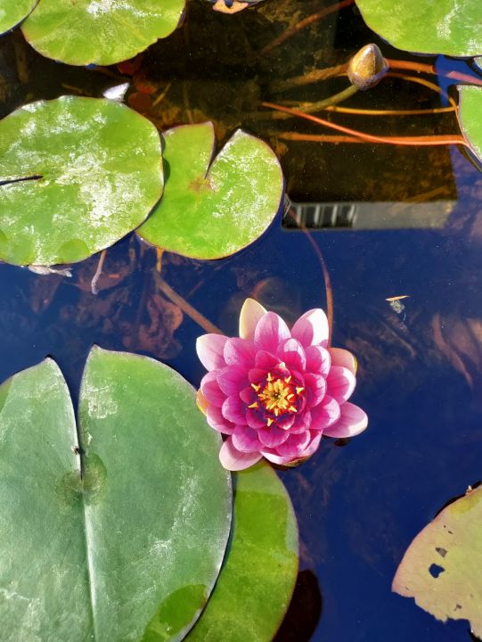 Waterlilies and Peace - Anne Walter Photography