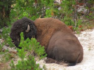 Bull Bison Yellowstone Park