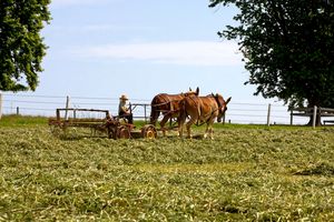 Amish Boy Working the Farm - Sally Weigand Images