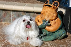 Maltese by Ceramic Frog