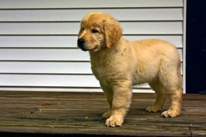 Golden Retriever Puppy