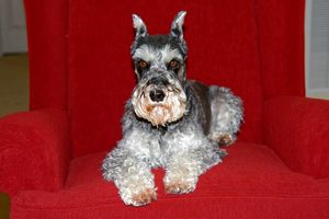 Schnauzer on Chair