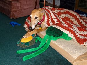 Greyhound With Toys