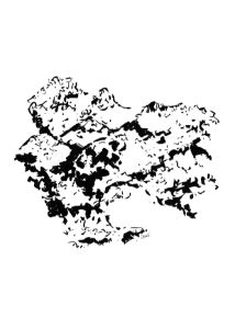 Landscape 5 - Pluma Tacuara
