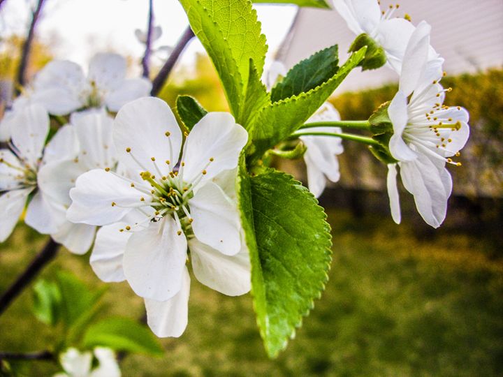 Cherry Blossoms - Jonathan M. Schwartzman